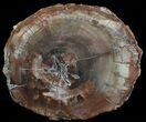 Petrified Wood (Araucaria) Round - Madagascar #51525-1